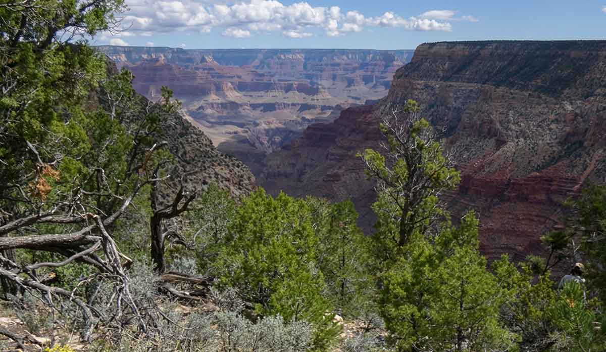 southwest juniper pinon country