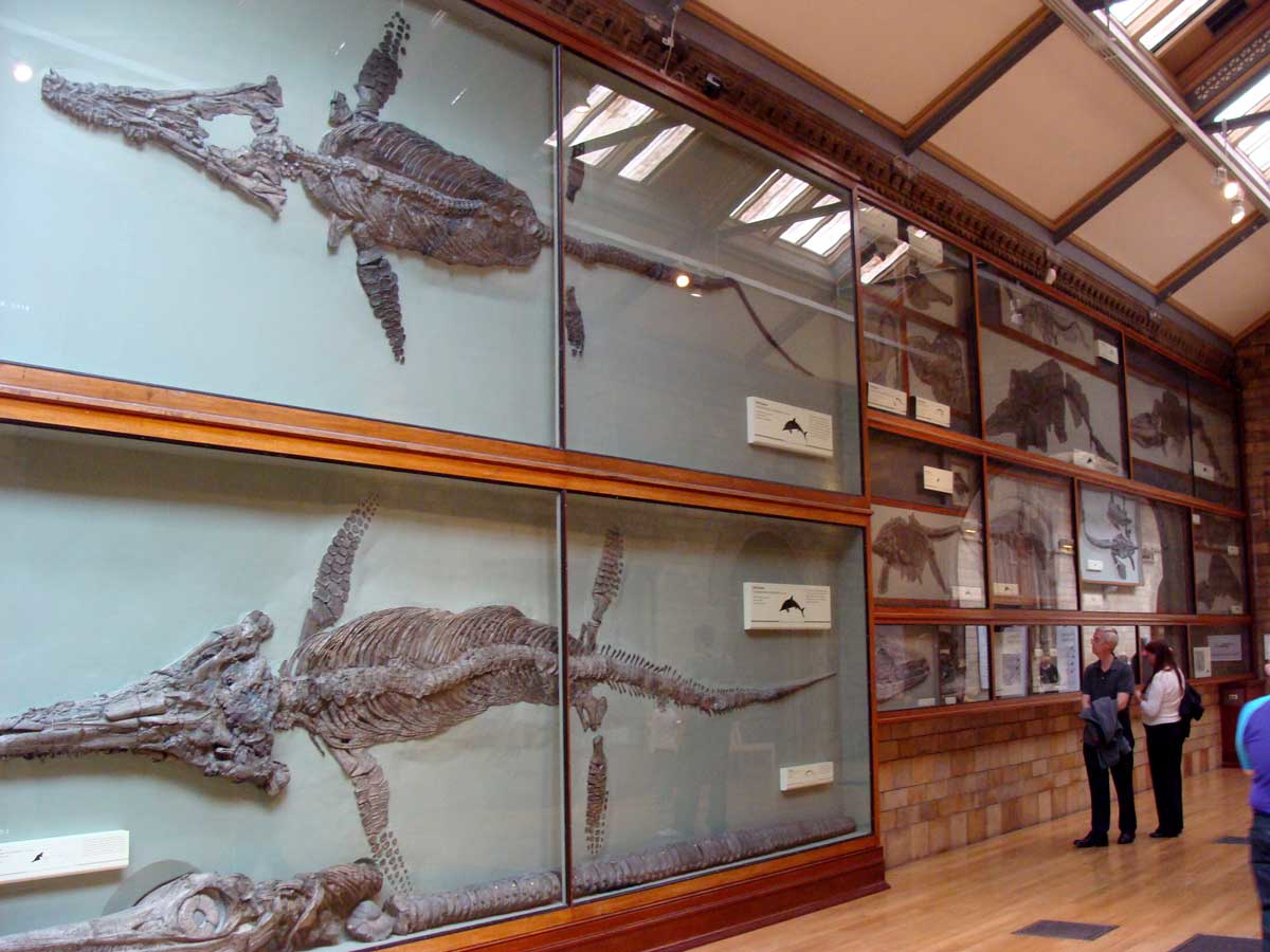 temnodontosaurus exhibit natural history museum london