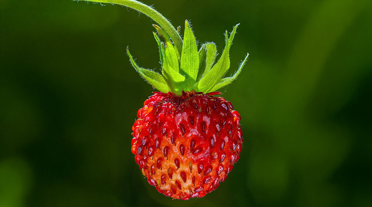 wild strawberry fruit stem