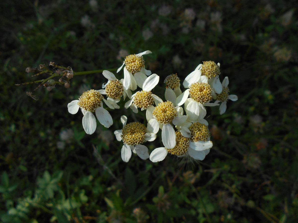 yarrow flower archillea