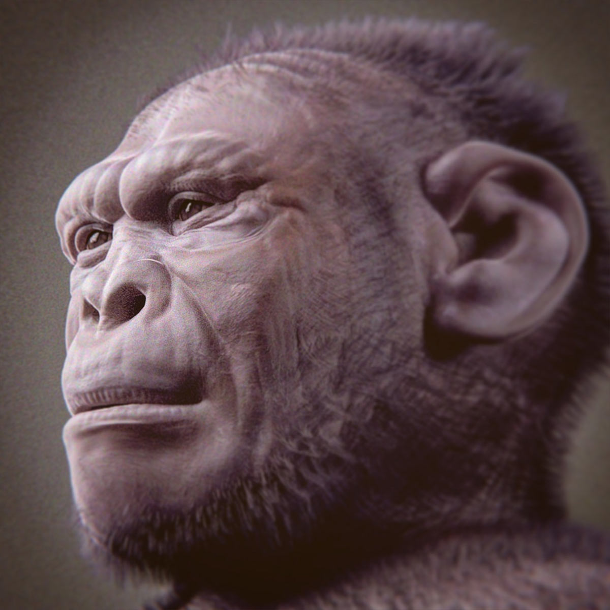Homo habilis orensic facial reconstruction