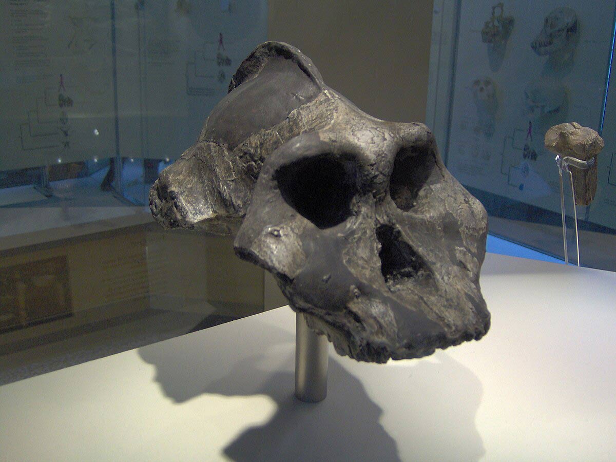 Paranthropus_aethiopicus