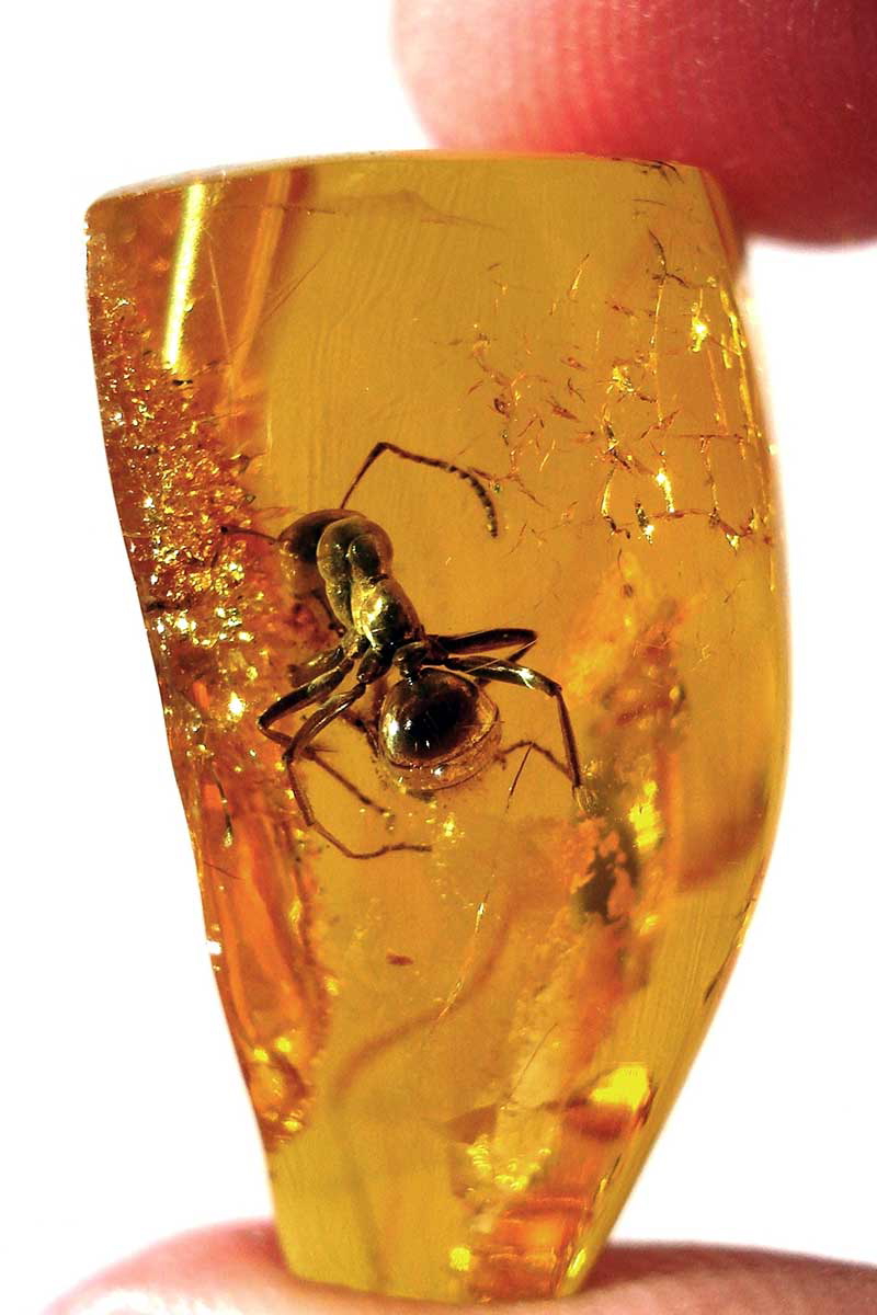 ant in amber
