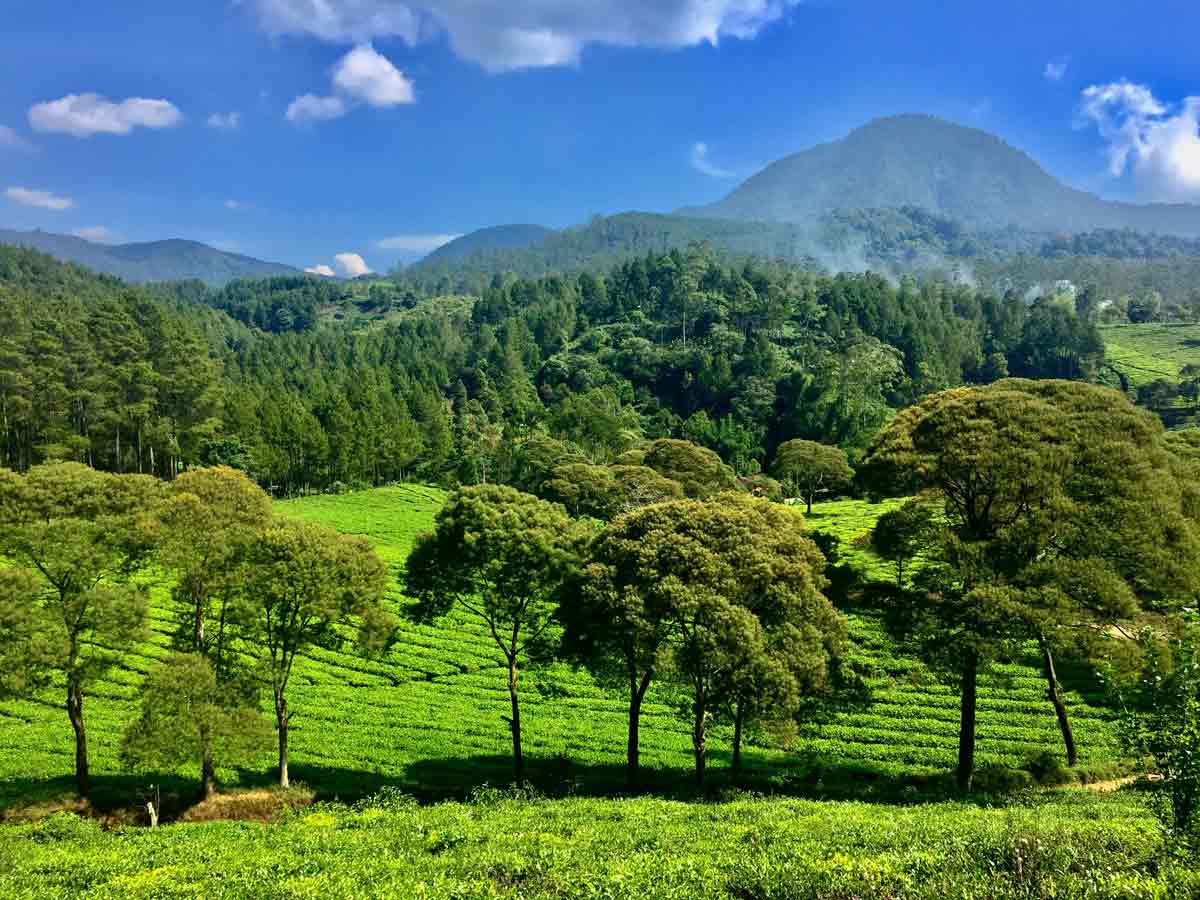 bandung west java trees fight against imperialism