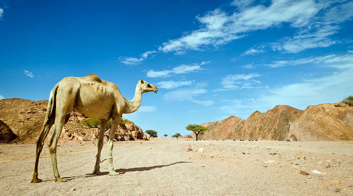 camel in egypt