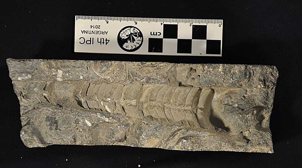 cephalopoda fossil
