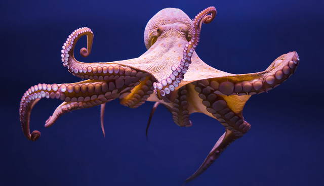 cephalopod swimming in deep blue water