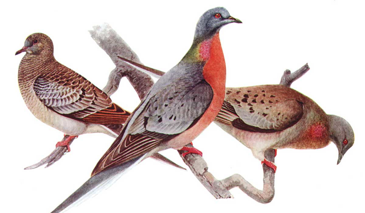 chick male and female passenger pigeon