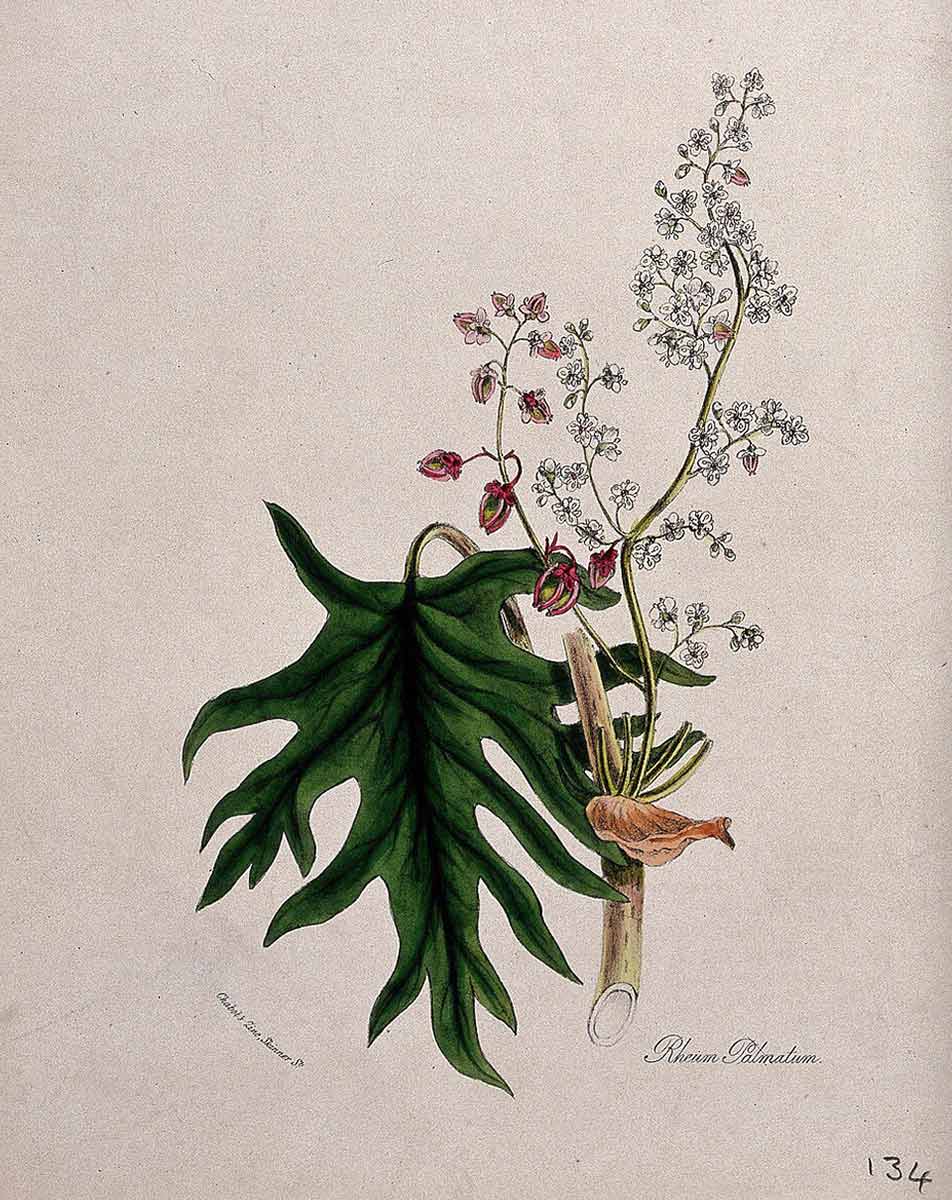 chinese or turkish rhubarb burnett