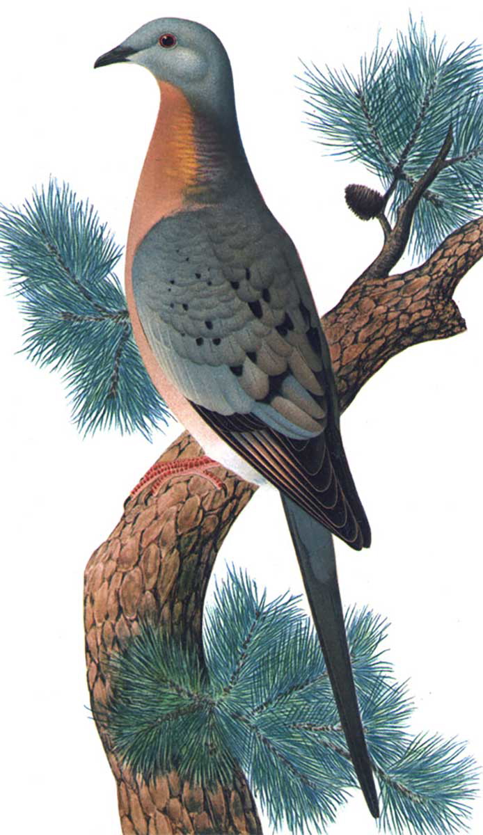 depiction of passenger pigeon