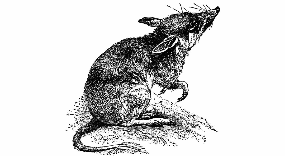drawing rodent lomellina italy