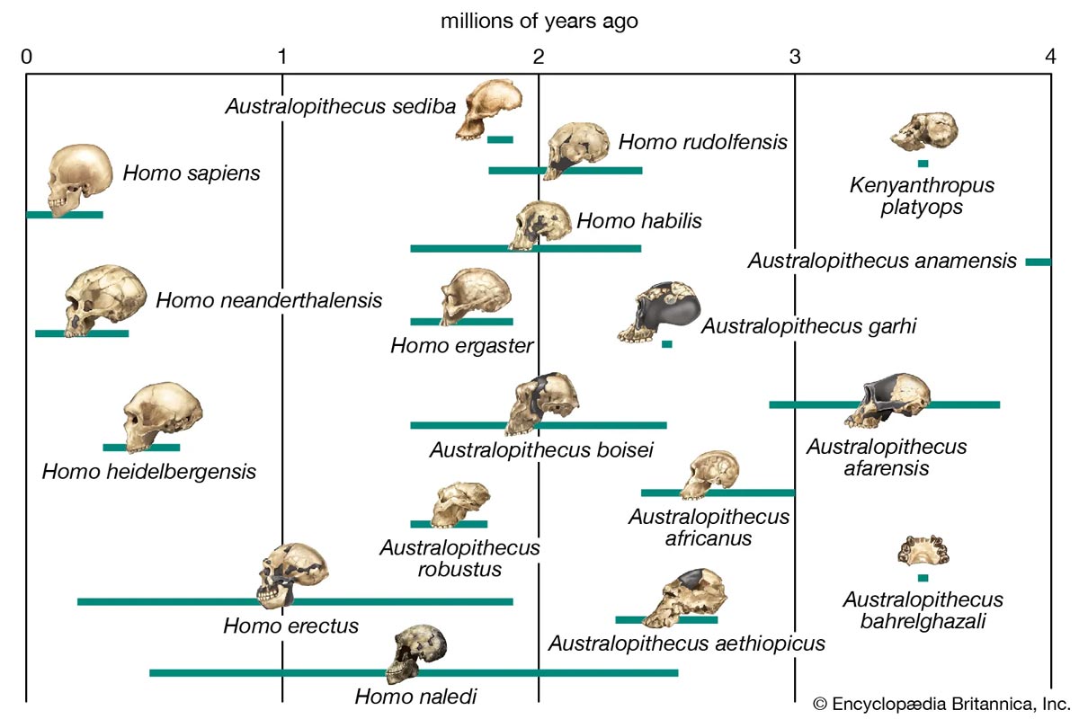 human evolution schema