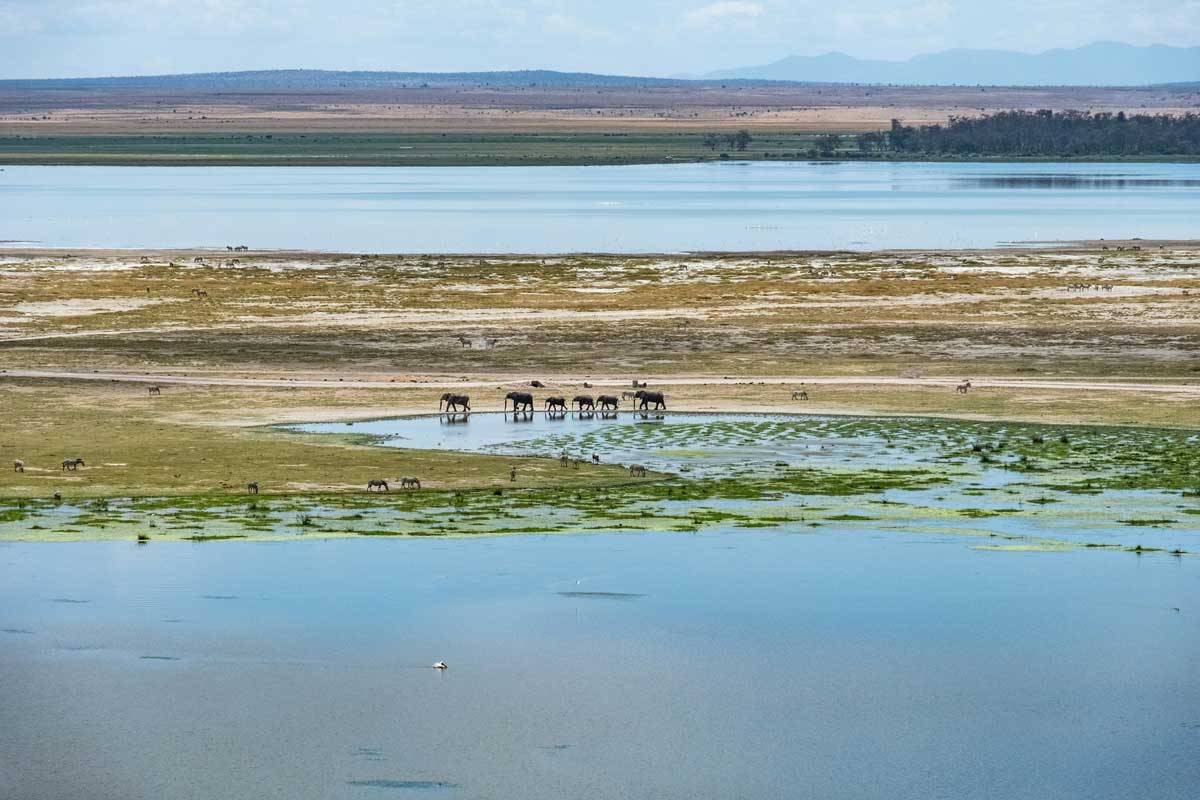kenya elephants landscape decolonization