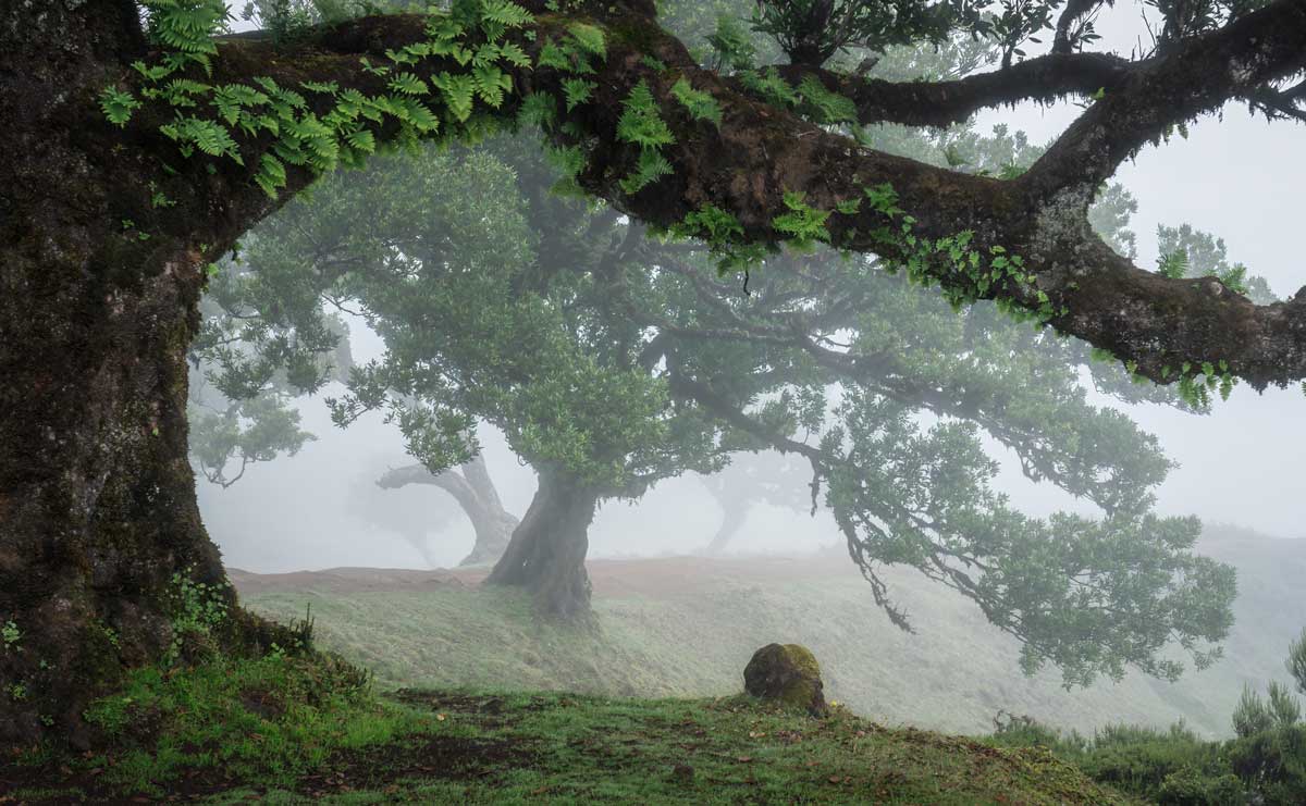 laurisilva forest madeira