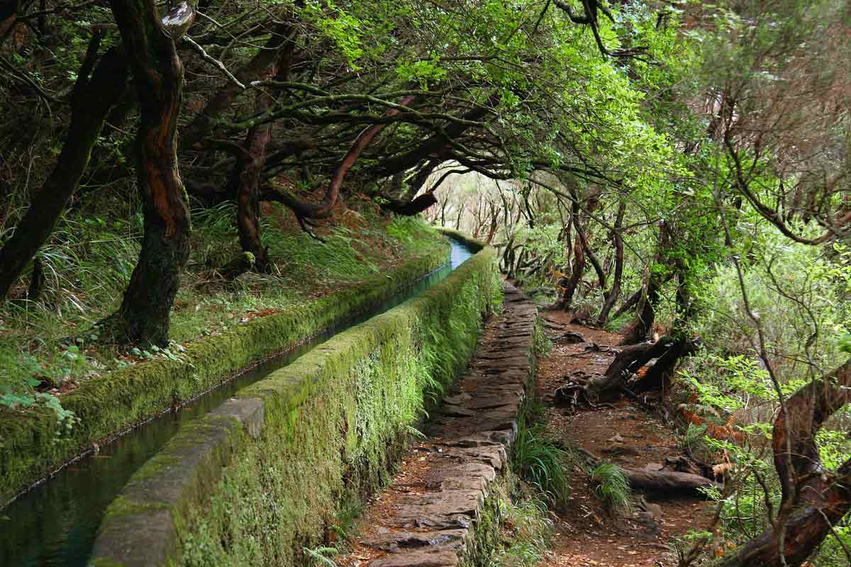 levada laurissilva forest madeira