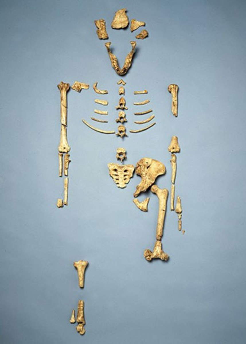 lucy remains cast