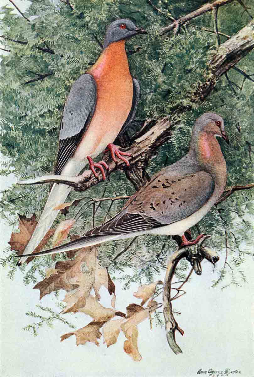 male and female passeger pigeon