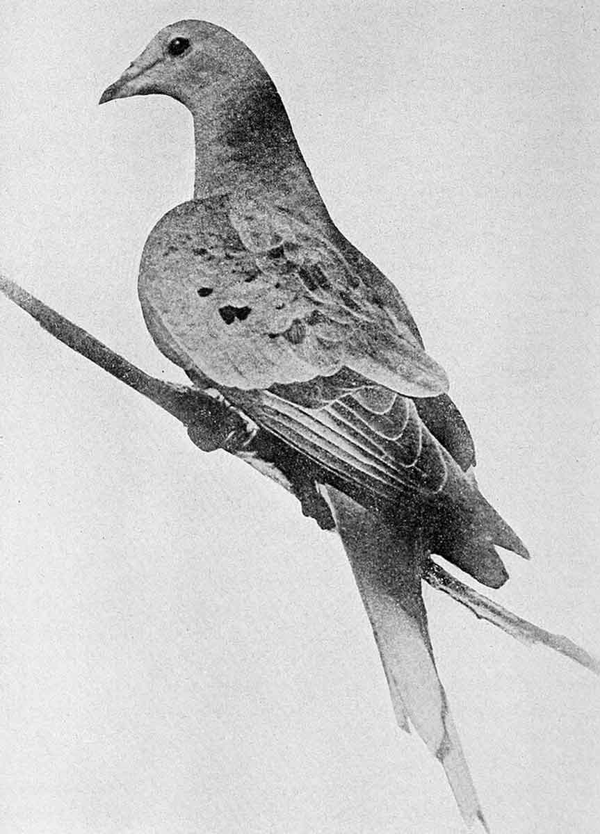 martha the passenger pigeon