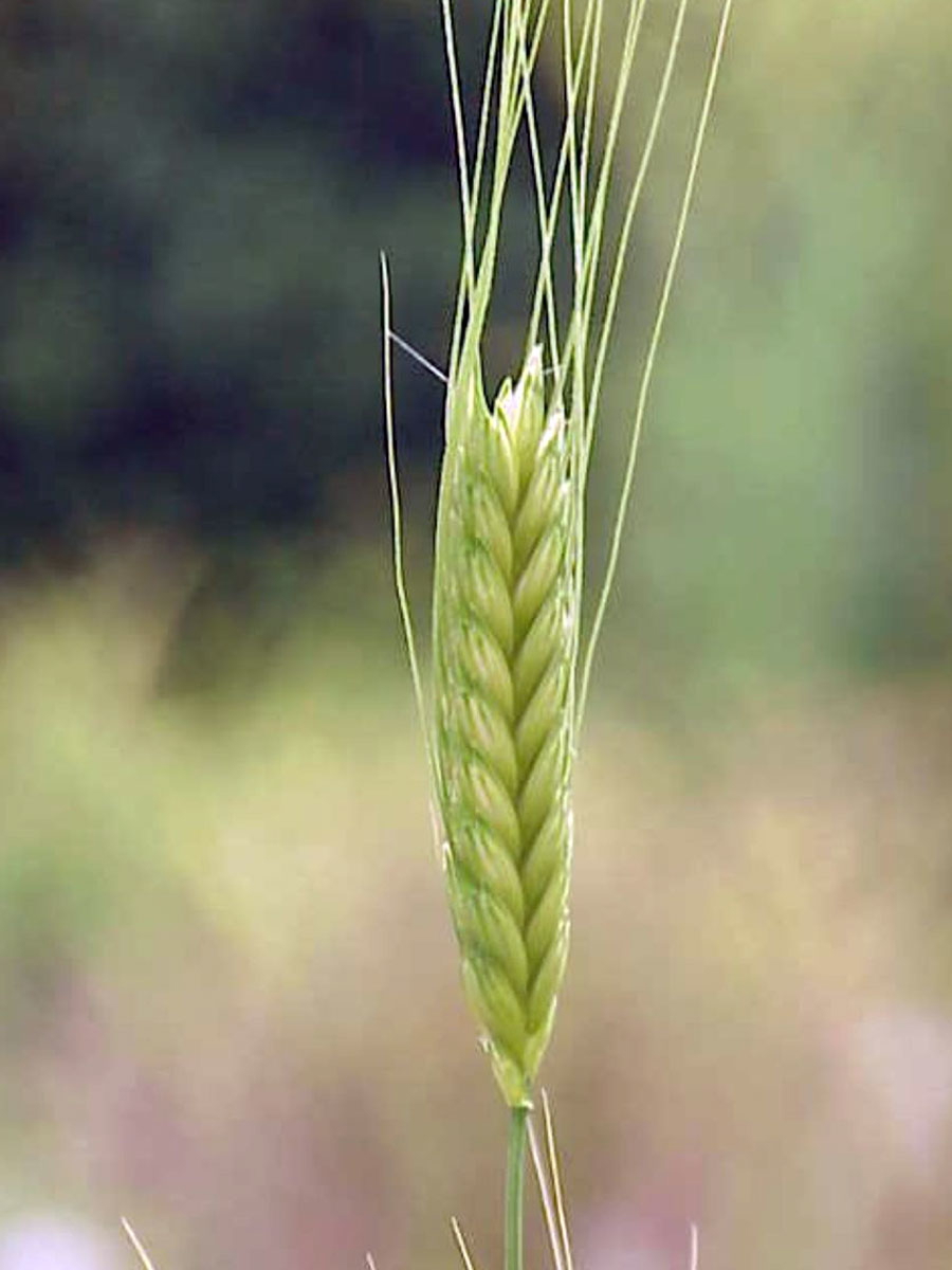 mesopotamia wheat
