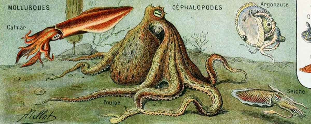 millot illustration