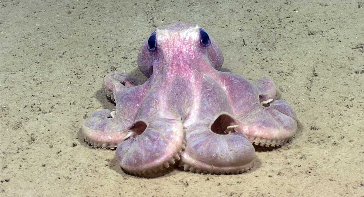 octopus seabed
