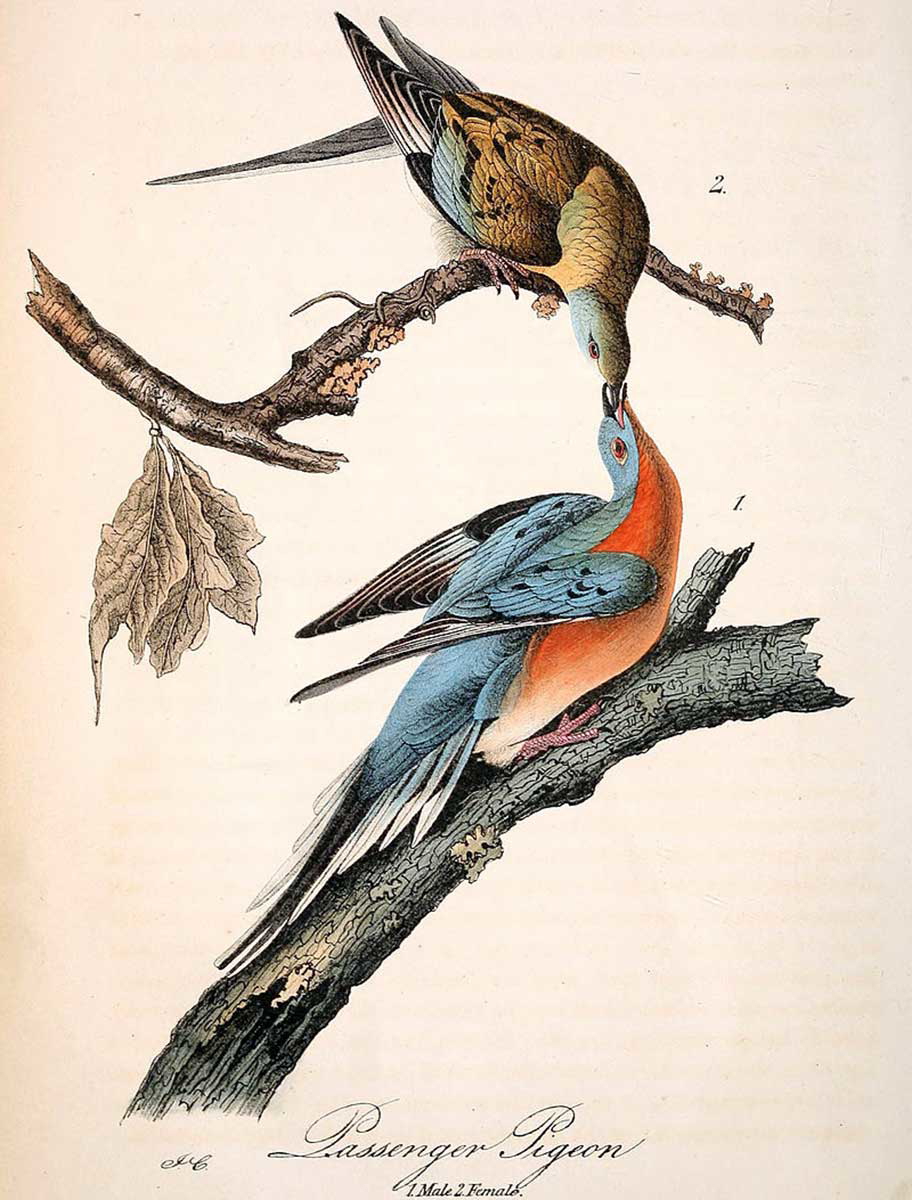 pair of passenger pigeons audubon