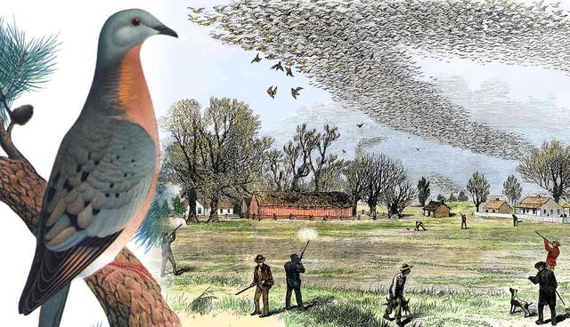 Passenger pigeon and hunters shooting flock