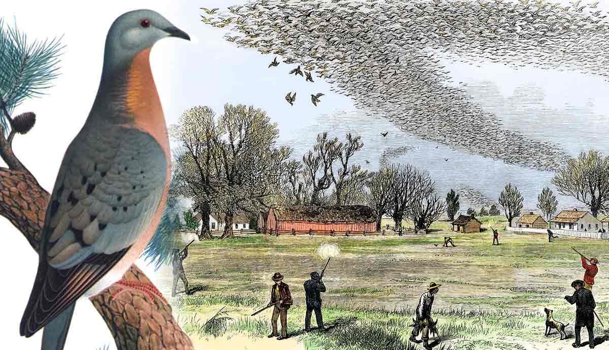 Passenger pigeon and hunters shooting flock