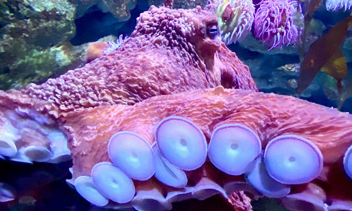 photo octopus tentacles