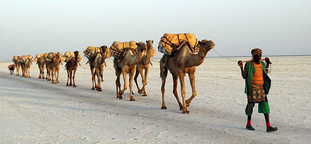 salt transport by camel caravan lake assale ethiopia