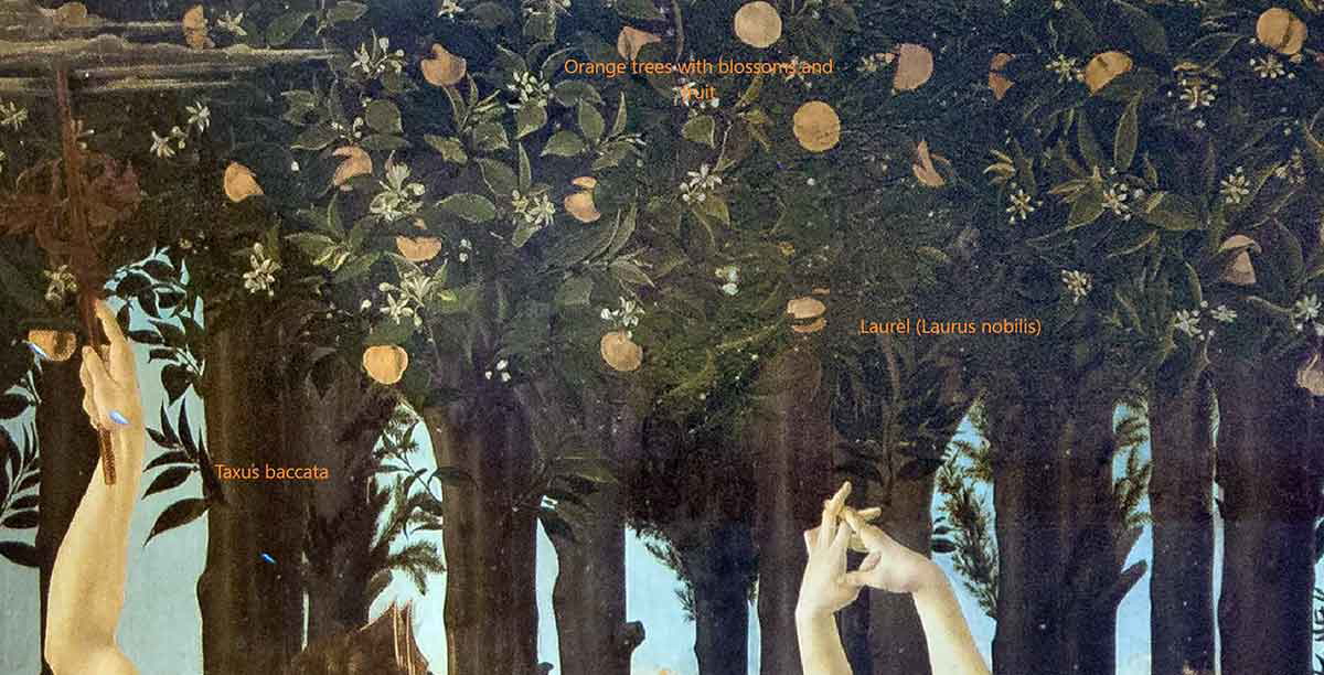 sandro botticelli primavera trees painting.jpg
