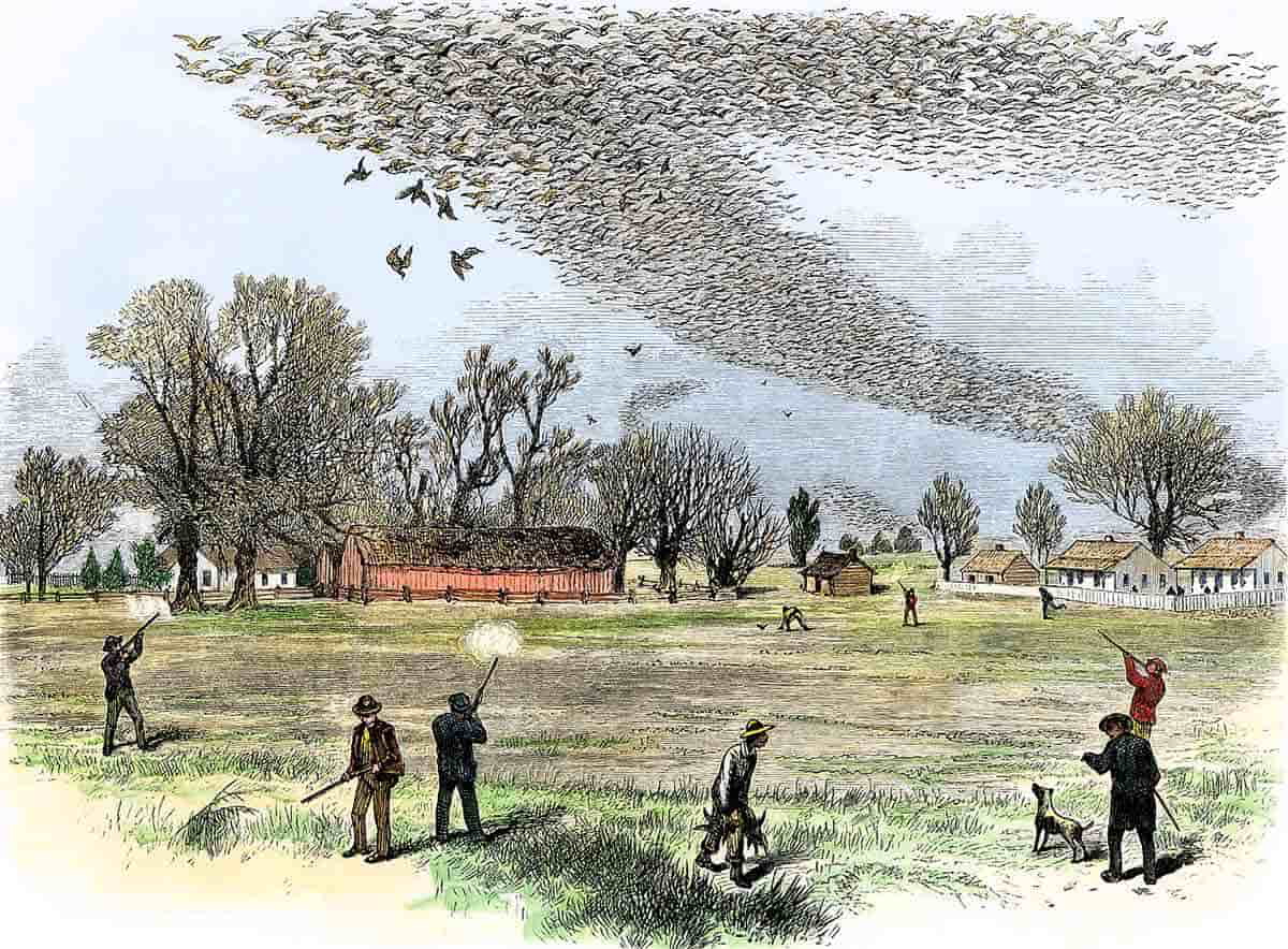 smith bennett passenger pigeon shoot