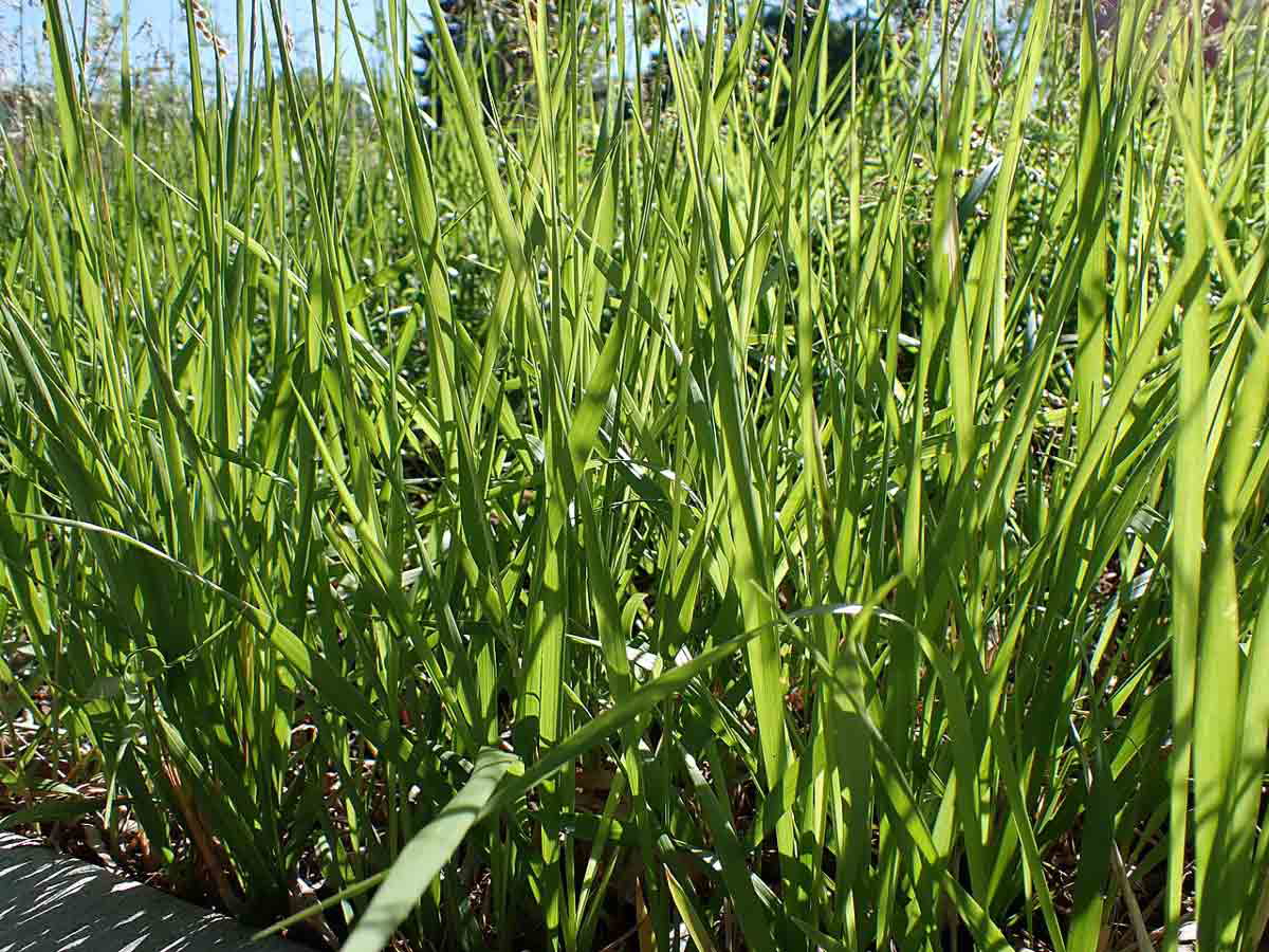 stand of sweetgrass plants