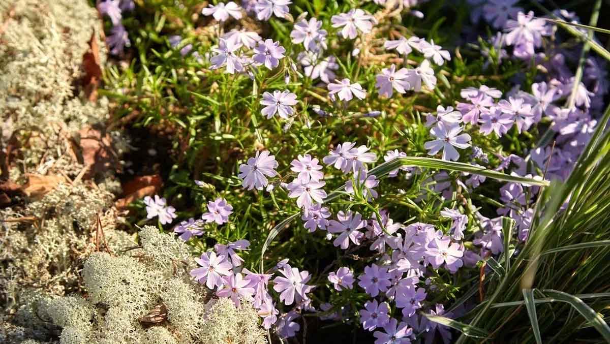 wildflowers murmansk image