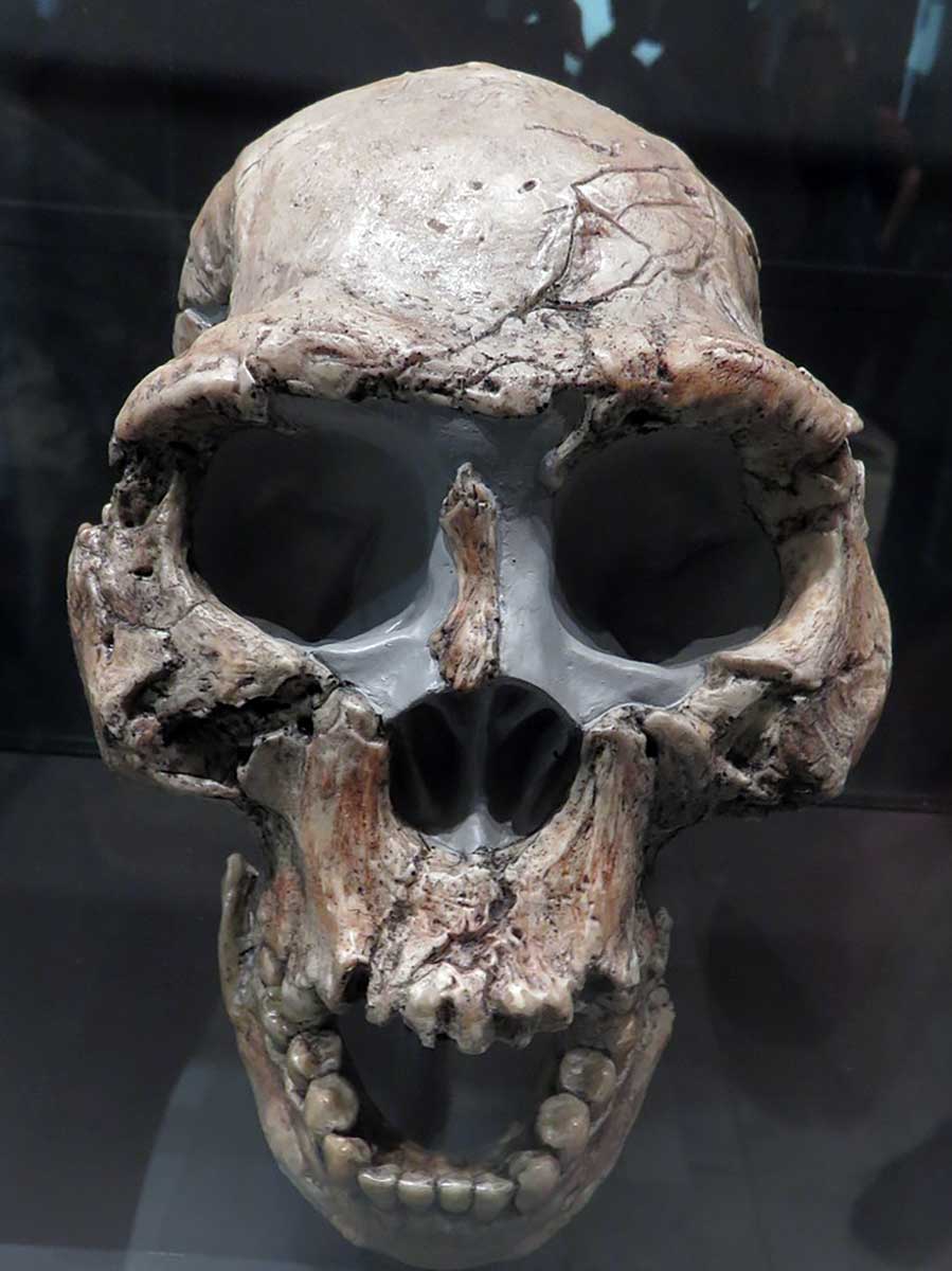 Dmanisi fossils homo erectus