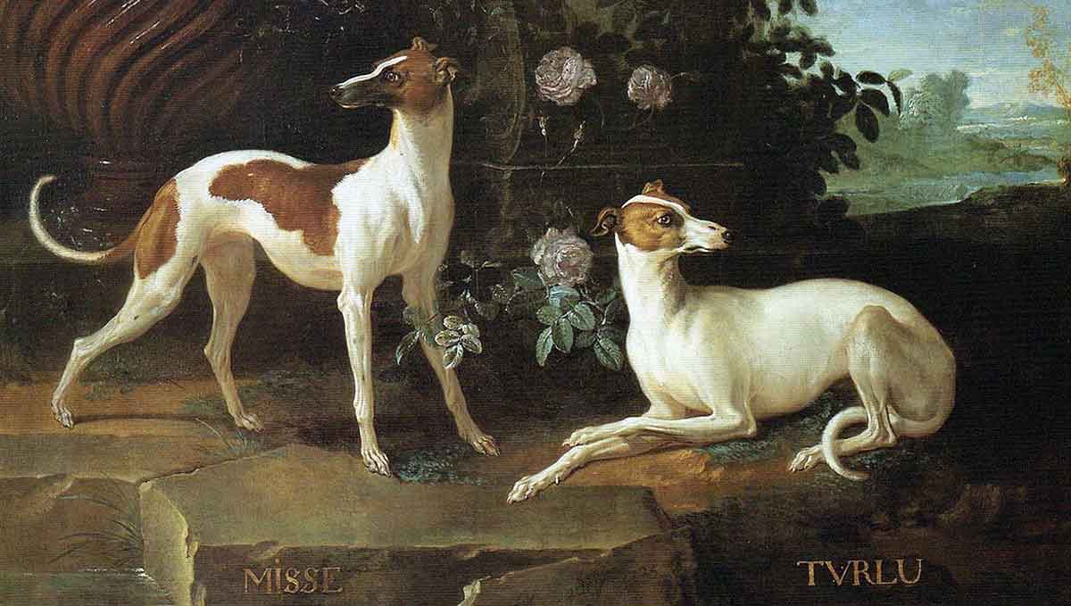 Misse Turlu Greyhounds