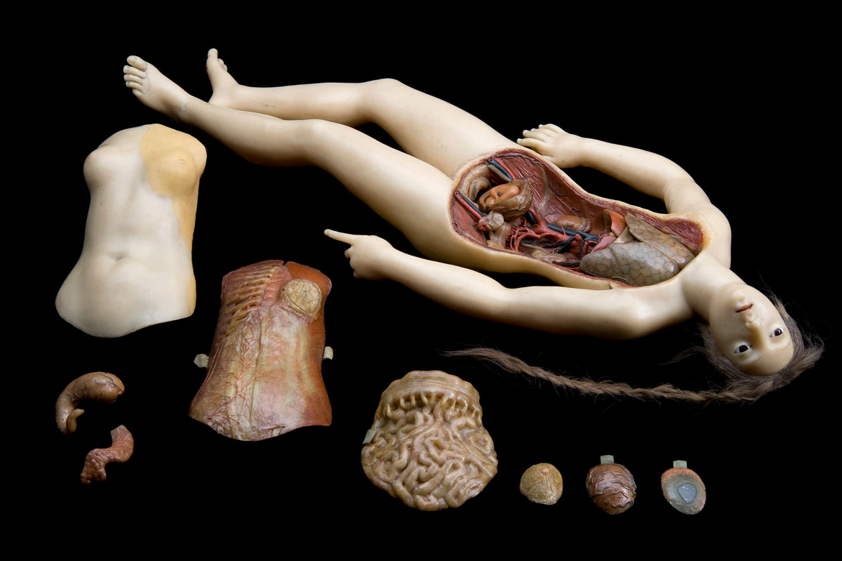 anatomical venus