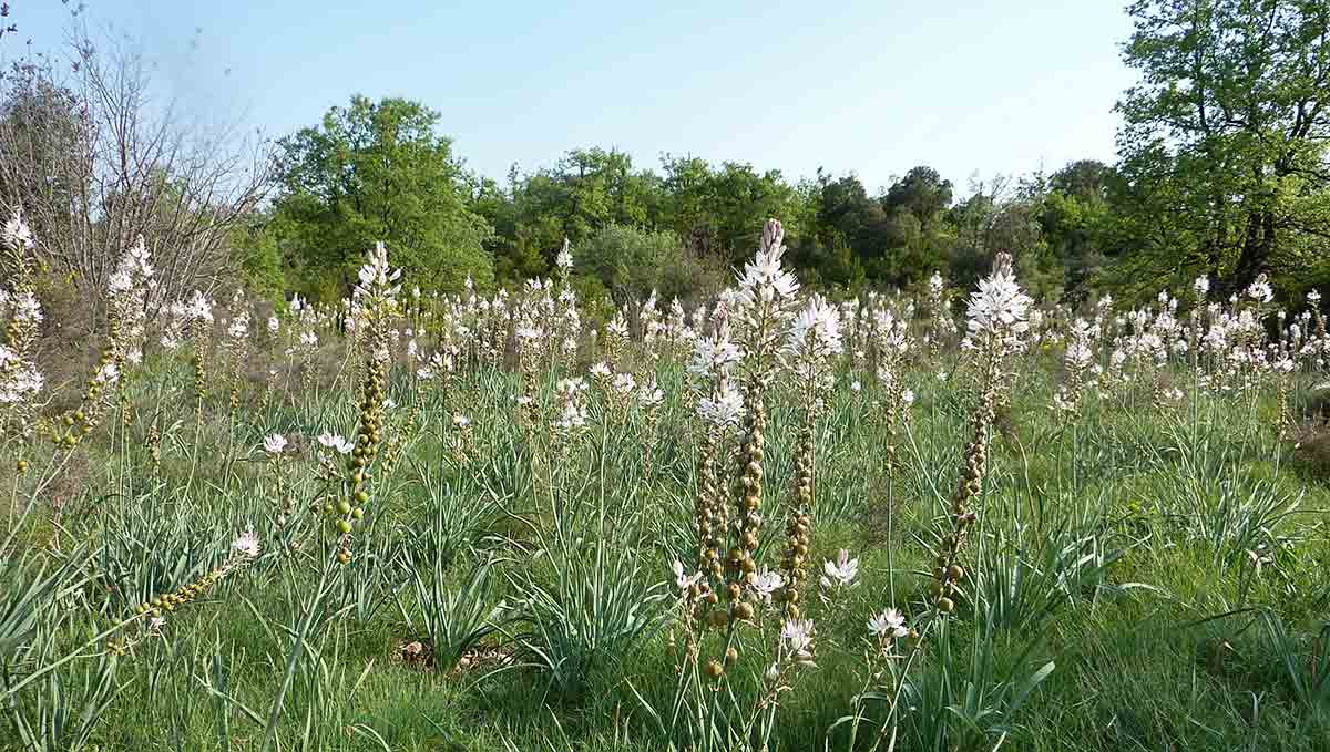 asphodel flower field