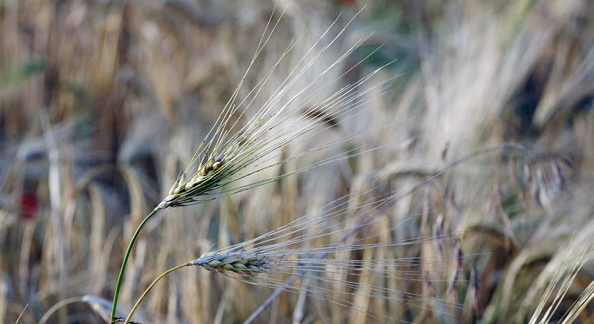 barley image 1