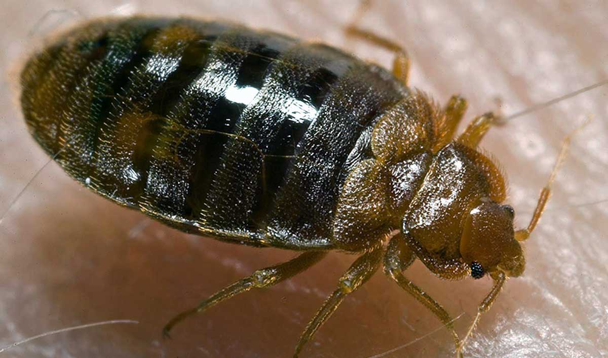 bed bug cimex lectularius