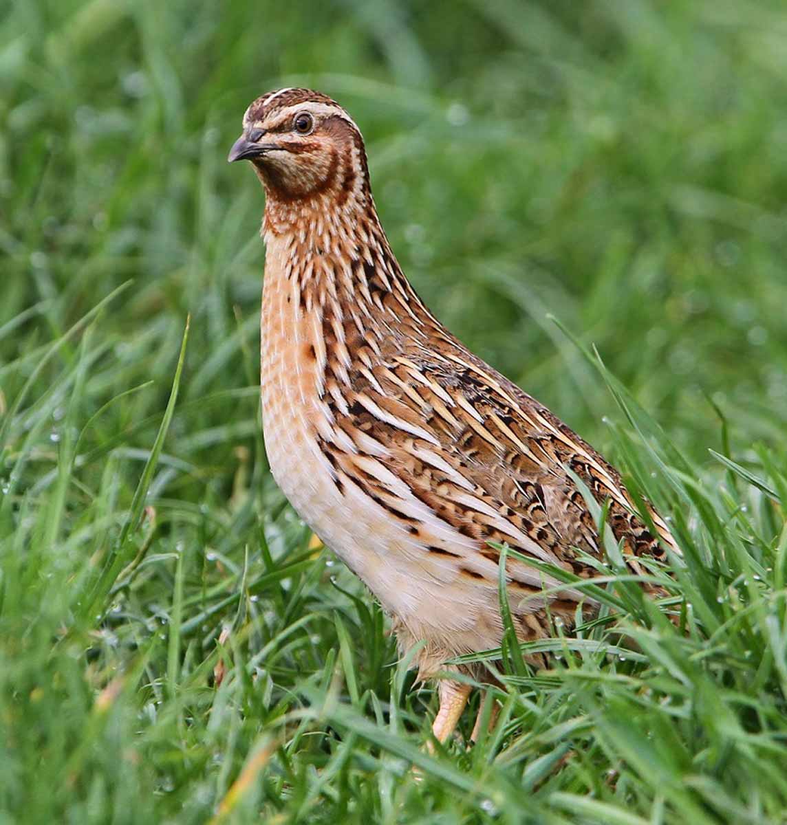 common quail elijah