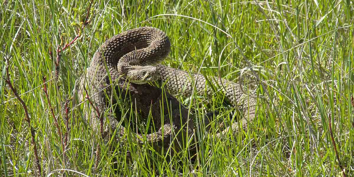 diamondback rattlesnake arizona