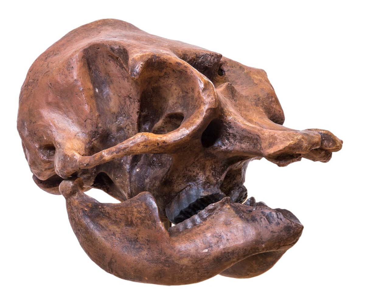 dwarf elephant skull