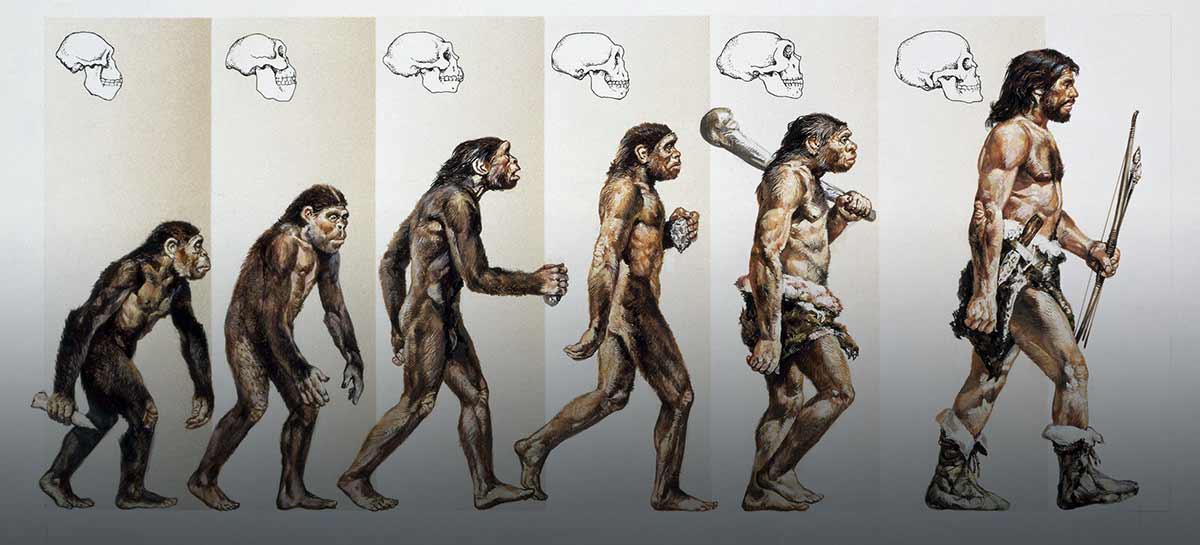 human evolution darwin