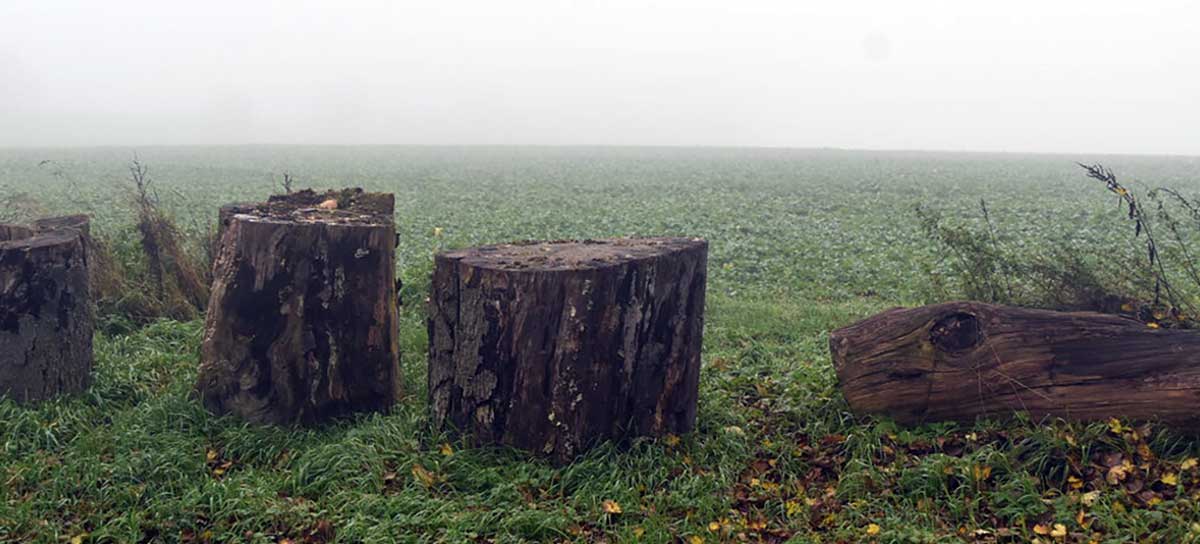 misty field image