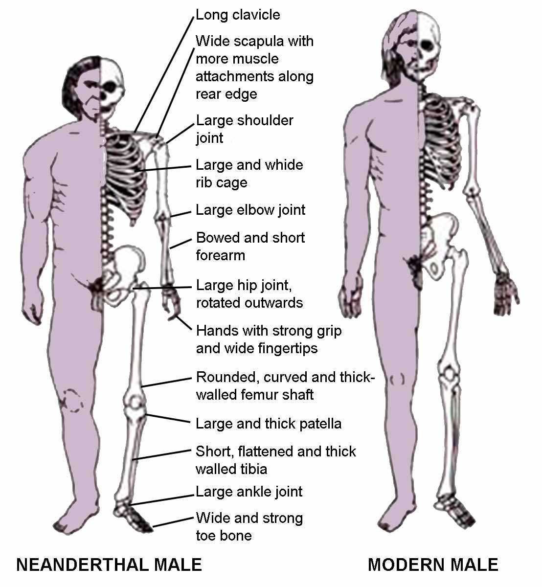 neanderthal sapiens comparison