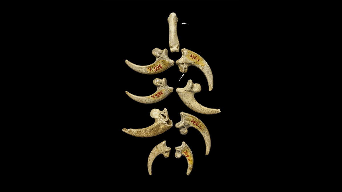 neanderthal talon jewellery