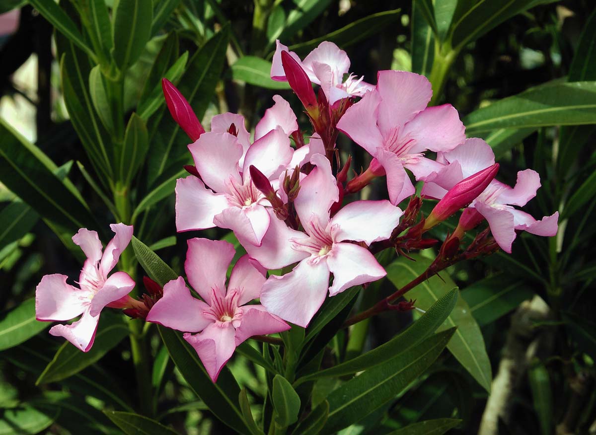 oleander flowers love spells