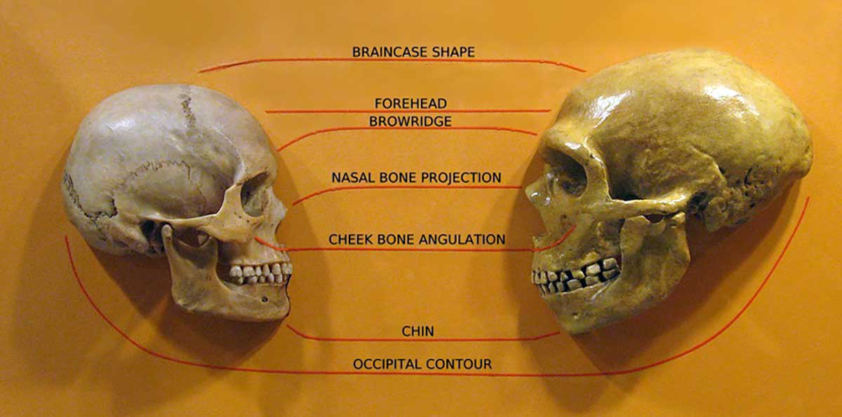 sapiens neanderthal skull comparison