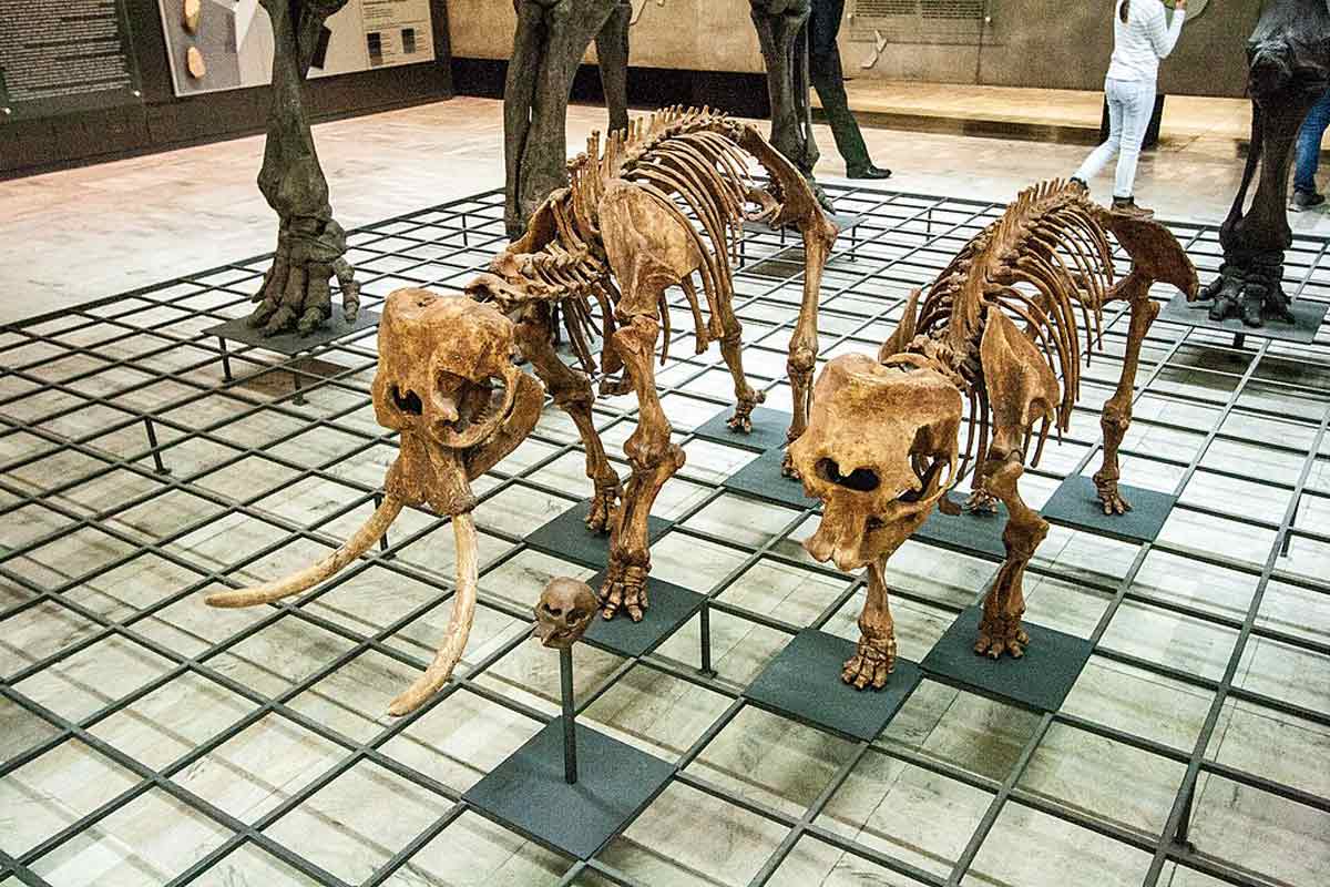 skeletons dwarf elephants
